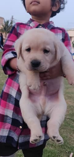 Labrador puppy pedi