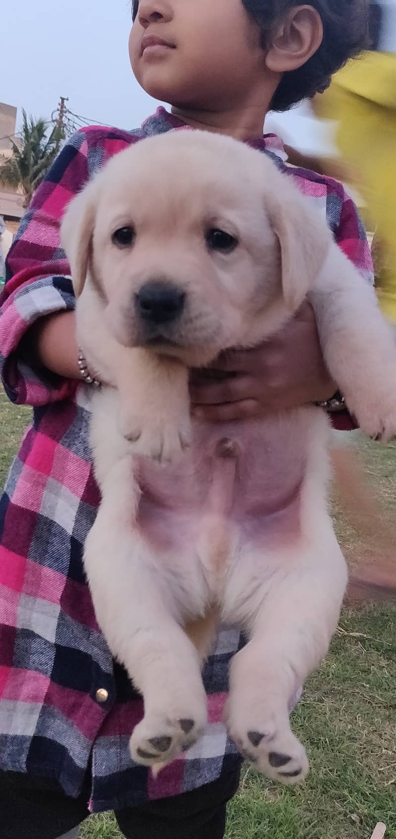 Labrador puppy pedi 1