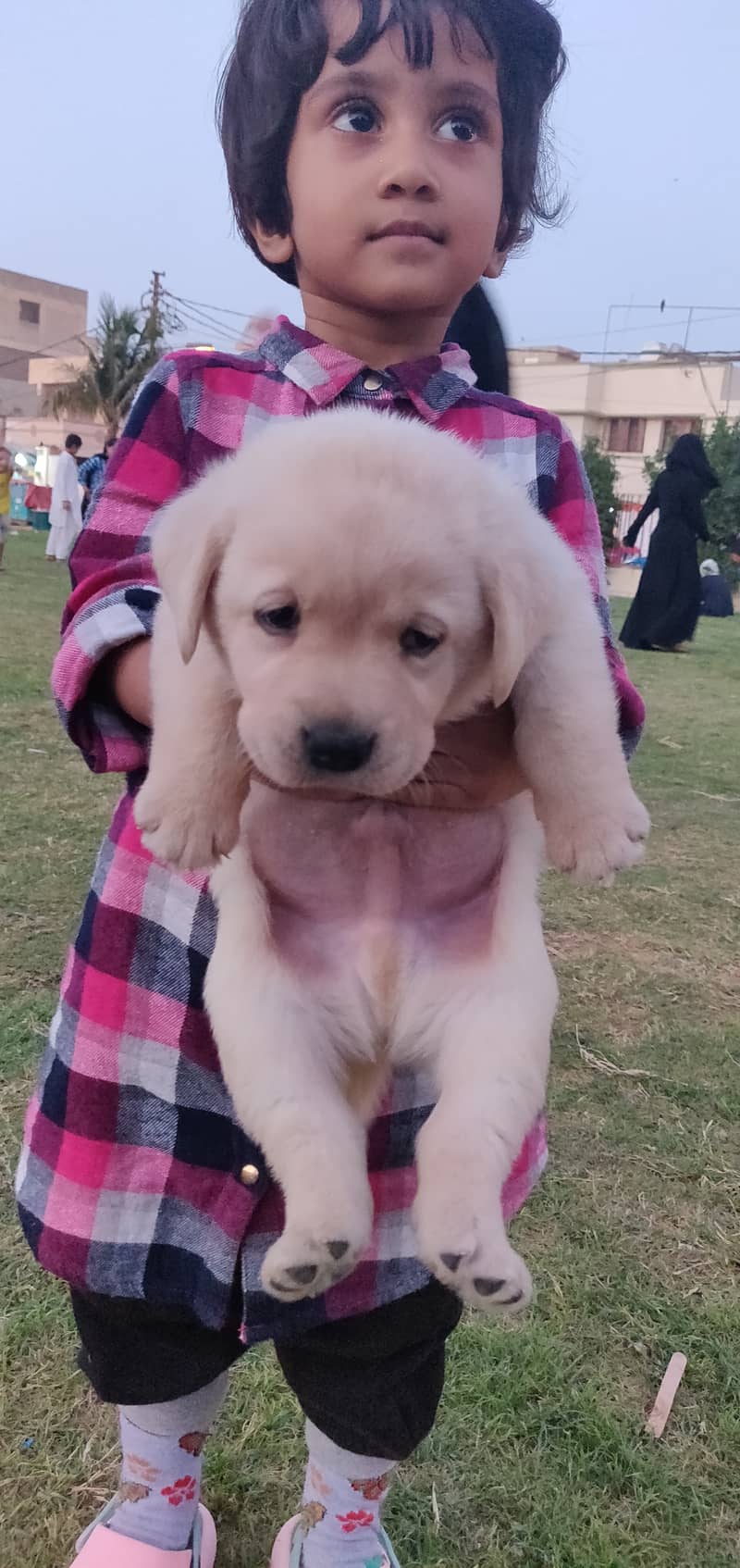 Labrador puppy pedi 4