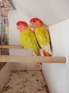 Love Birds Breeder pair