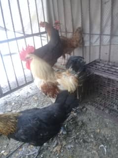 Egg laying Hens for Sale