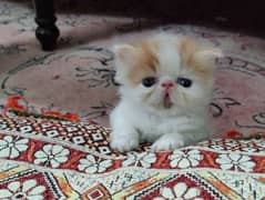 van calico | van Red and white| pure Persian kittens