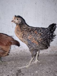 Desi female chicks