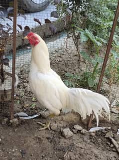 white aseel for sale