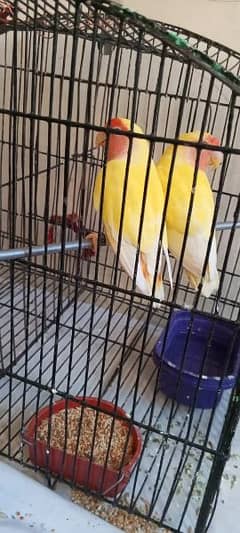 love bird pair and male available