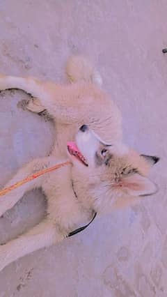 husky wolly coat age 4 month 0