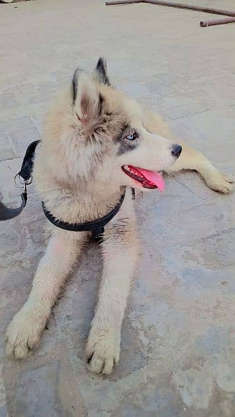 husky wolly coat age 4 month 2