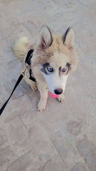 husky wolly coat age 4 month 3