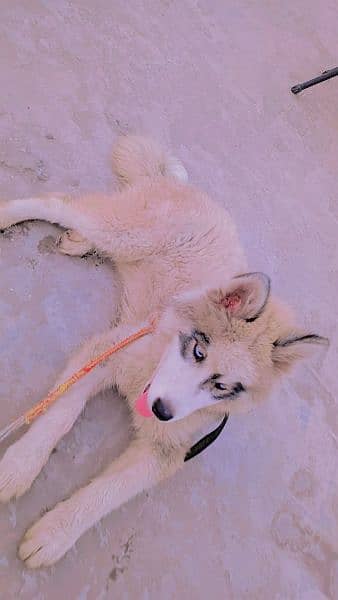 husky wolly coat age 4 month 4