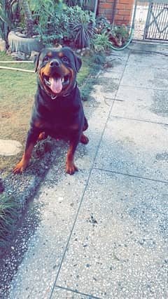 Rottweiler male available for stud service