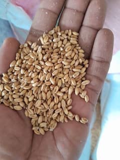 gandum for sell dry and fresh