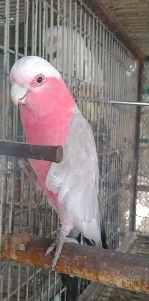 Galah cocato male 0