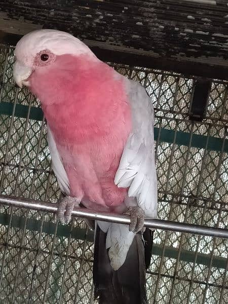 Galah cocato male 1