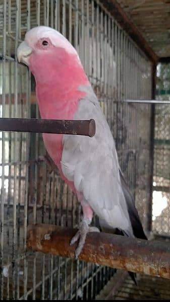 Galah cocato male 2