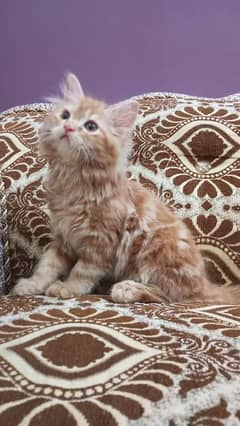 puree persian kittens