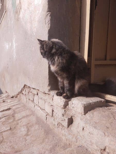 Persian Cat Adult 2