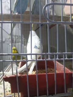 Australian budgies pair Green male white female