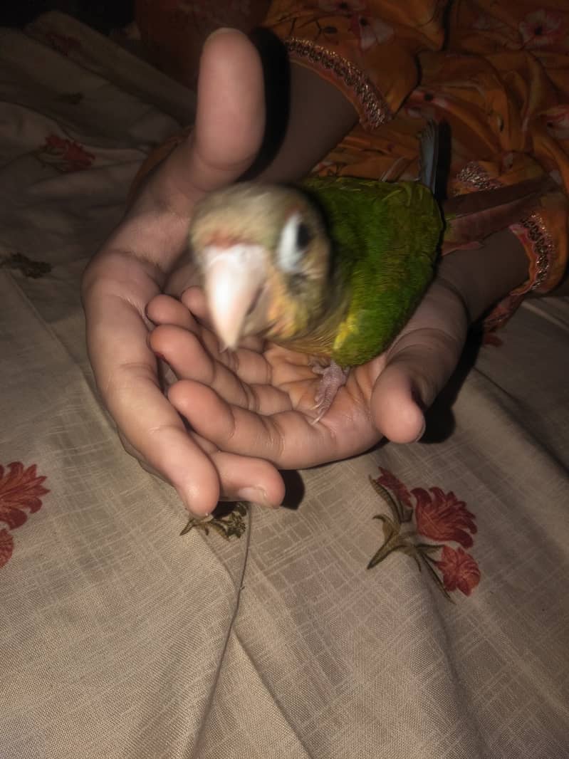 Pineapple conure parrot 2