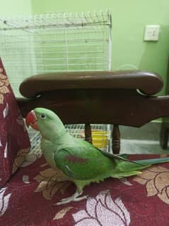 tame row baby parrot 5 months age confirm male