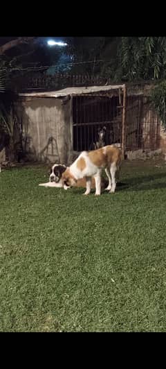 Saint Bernard adult pair for sale