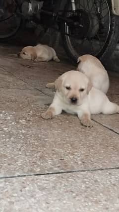 Labrador