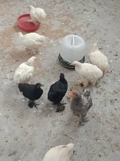 Bantam chicken chicks available for sale.