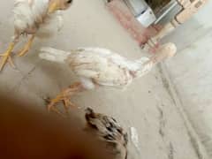 heera aseel 2chicks male available mianwali aseel 6 chicks available