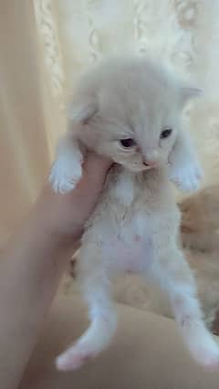 Persian kitten & 1year neutered cat Urgent sell & cat food home made