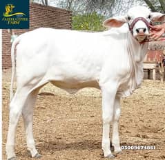 Wacha | bachra | cow | Brahman bachra | Gulabi bachra