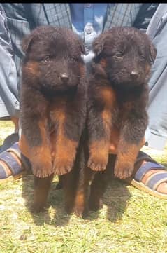 German Shepherd Dog | German Shepherd Long Coat Puppies