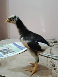 Thai Burmi pakoye Aseel chicks for sale age 25 days