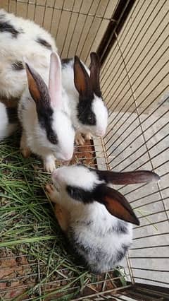 Rabbit Babies healthy
