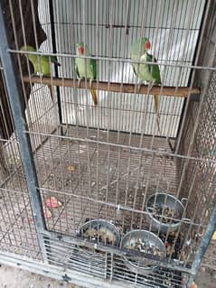 parrots and cage forsale