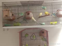 Hogoromo , backfrill, simple budgies for sale