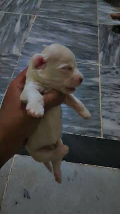 poodle Puppies for sale