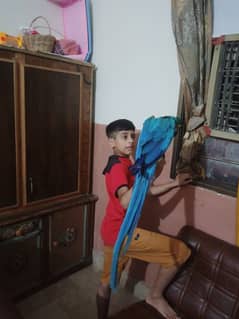 Macaw parrot 10 month age big big size