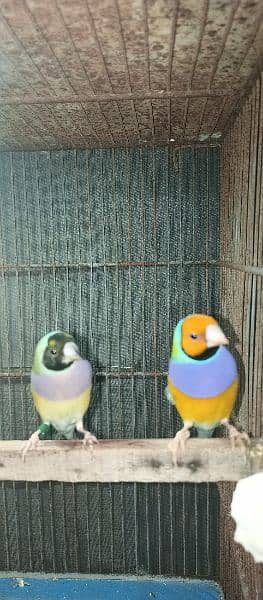 Gouldian breeder pairs 1