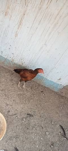 Aseel Hens for sale