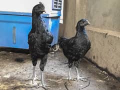 ayam cemani hen for sale. Europe imported.