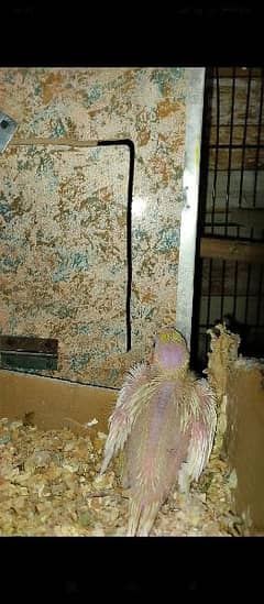 1 Cockatiel parrots chick for hand taming