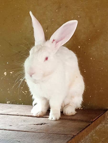 NEWZEALAND WHITE Pair 2 months age 0