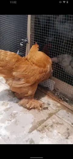 bantam mall and Golden buff female available