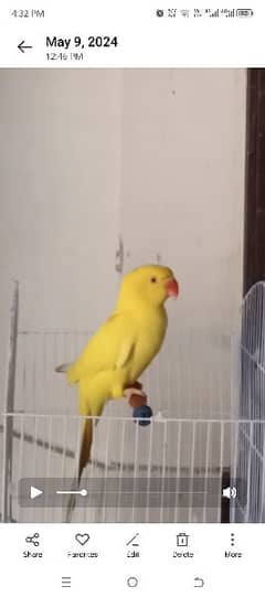 Ringneck Yellow 18 Month age Female