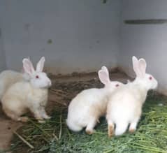 white rabbits for sale 0