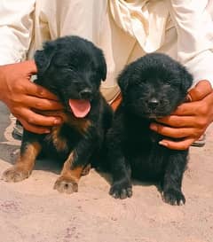 German Shepherd Dog | German Shepherd Puppies | Double Coat Dog