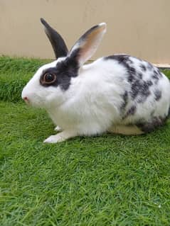 American Breed Rabbit For Sale *URGENT* (Single, Male) 0