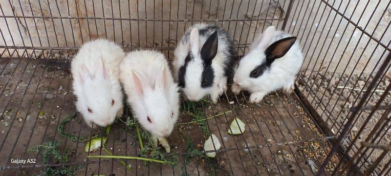 Age : 2 months , red eyes and black eyes , male and female both avail. 8