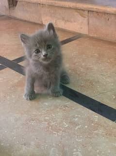 persian male kitten available