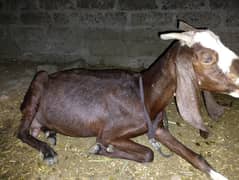 milking goat with 2 male kids