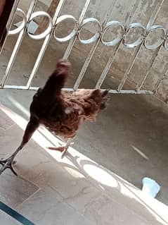 Desi HEN Female